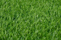 Artificial Turf Grass Indoor Outdoor, Outdoor Grass Mat Non Toxic Artificial Grass Area Rug, Multiple sizes, Professional Outdoor Grass Mat HZ BEDDING
